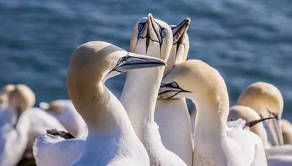 开云娱乐-[科技揭秘]“竞技联盟德州扑克透视辅助插件”详细辅助教程