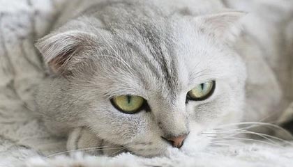 开云：从云端到日常的温度美学